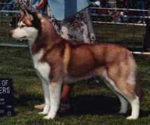 Kiia