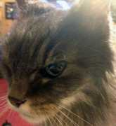broadswaycats.com Kiisa