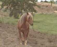equiworld.com Kijika