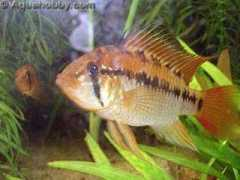 aquahobby.com Kikinger