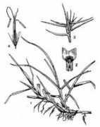 Kikuyu
