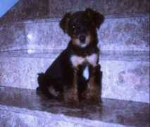 mascotamigos.com.ar Kilate
