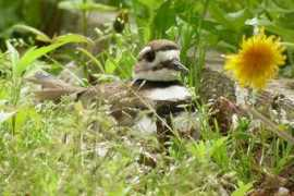 digiscoping.ca Kildir