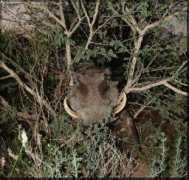 jensensafaris.com Kilet