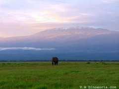 dinosoria.com Kilimandjaro