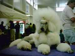 poodles-in-scandinavia.com Kilisimasi
