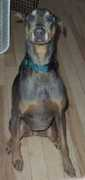 prayersnpaws.org Killany