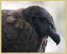 especiales.elcomercio.com Killaru