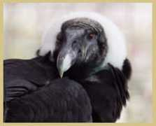 especiales.elcomercio.com Killaru