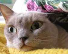 catster.com Killes