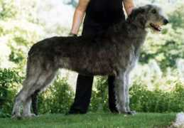 mascottshydrotherapy.com Kilmara
