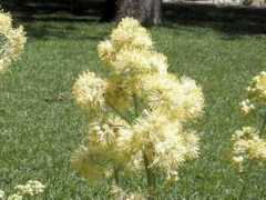 botanic.jp Kimatu