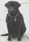 gundogbreeders.com Kimbaly