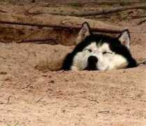 huskyhavoc.com Kimosabe