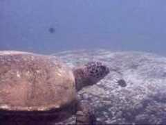 turtles.org Kimot