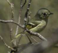 lookoutnow.com Kinglet