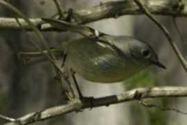 lookoutnow.com Kinglet