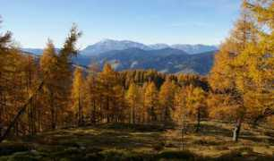 Kinig