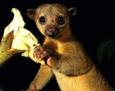 rfadventures.com Kinkajou