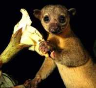 itsnature.org Kinkajou