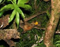fireflyforest.net Kinkajou