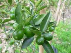 tigretienetodo.com.ar Kinoto