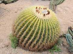 botanic.jp Kinsha