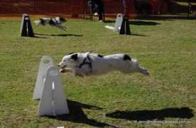 sydneyscallywags.com.au Kiola