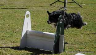 sydneyscallywags.com.au Kiola