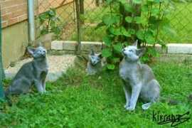 kiksant-russianblue.com Kiomara