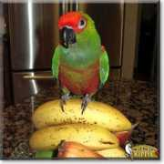 Kippie