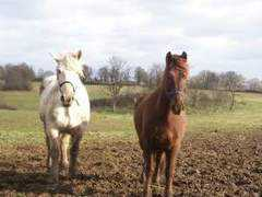 domaine.des.brandes.free.fr Kiriane