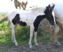 sleepwalker-ranch.de Kirida