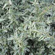 findmeplants.co.uk Kirii