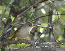 worldbirds.eu Kiritika