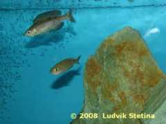 ls-aquarium.cz Kiriza