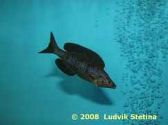 ls-aquarium.cz Kiriza
