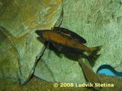 ls-aquarium.cz Kiriza