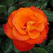 giftaplant.com Kirlis