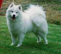 Kirof