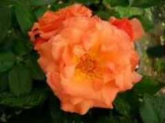 apuldramroses.co.uk Kirora