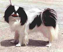 Kirri