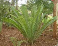 Kisambo