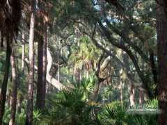 bozaza.com Kissimmee