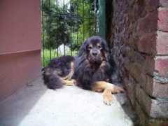 uktibetanmastiffs.co.uk Kitesh