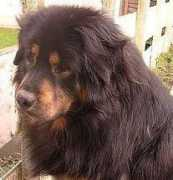 uktibetanmastiffs.co.uk Kitesh