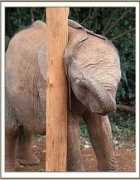 sheldrickwildlifetrust.org Kithaka