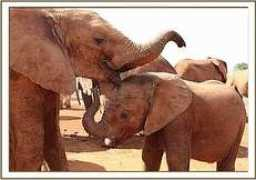 sheldrickwildlifetrust.org Kithaka