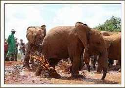 sheldrickwildlifetrust.org Kithaka