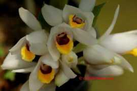 orchidspecies.com Kitisak